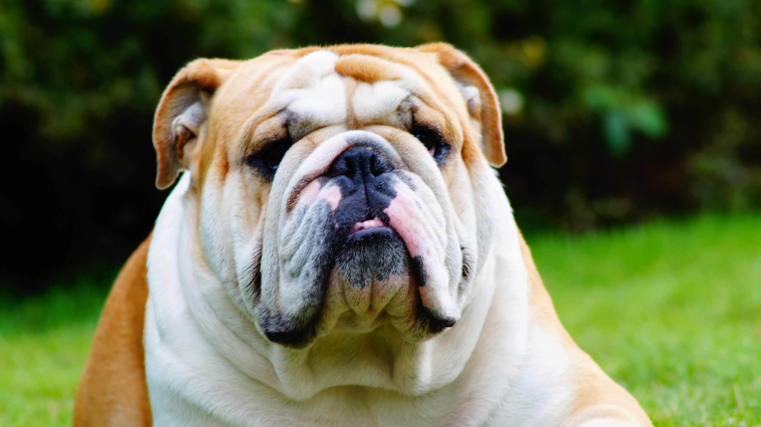 Englische Bulldogge: Der liebevolle Familienhund