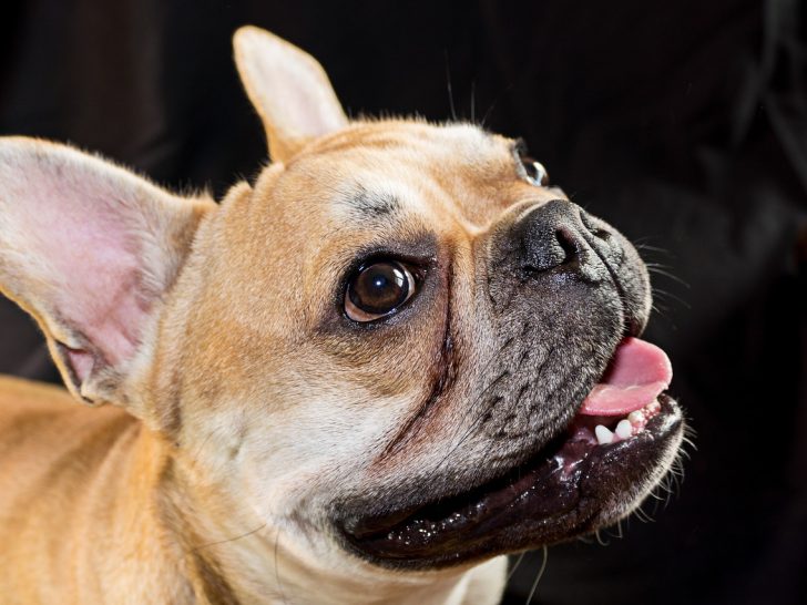 Französische Bulldogge: Der loyale Hund