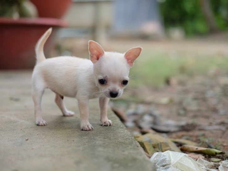 Chihuahua Welpen: Wie viele Babys können sie haben?