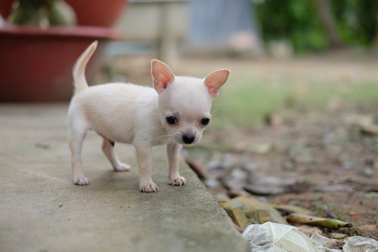 Chihuahua Welpen: Wie viele Babys können sie haben?