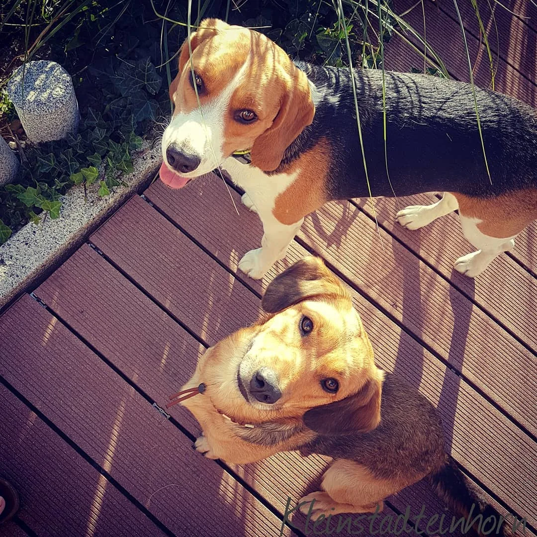 Dachshund Beagle Mix