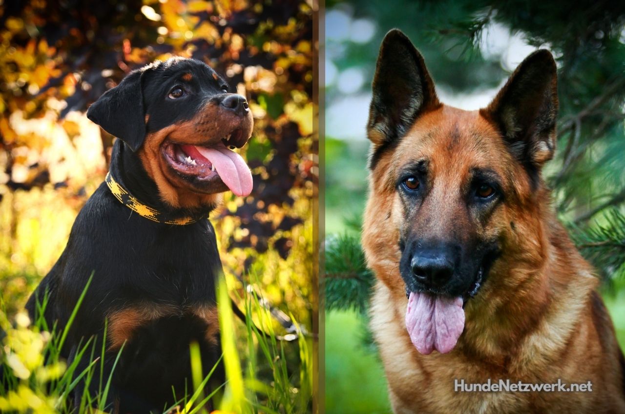 Rottweiler Schäferhund Mix: Kraftpakete mit Charme (+Fotos)