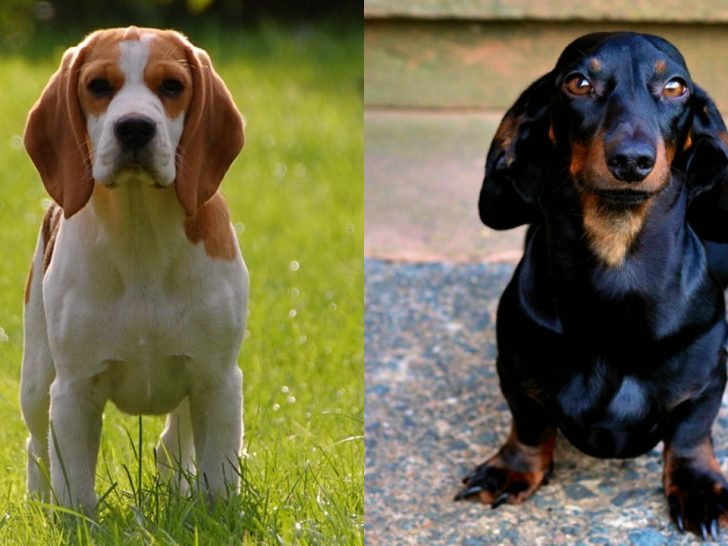 Beagle Dackel Mix: Der entzückende Mischling (mit Fotos)