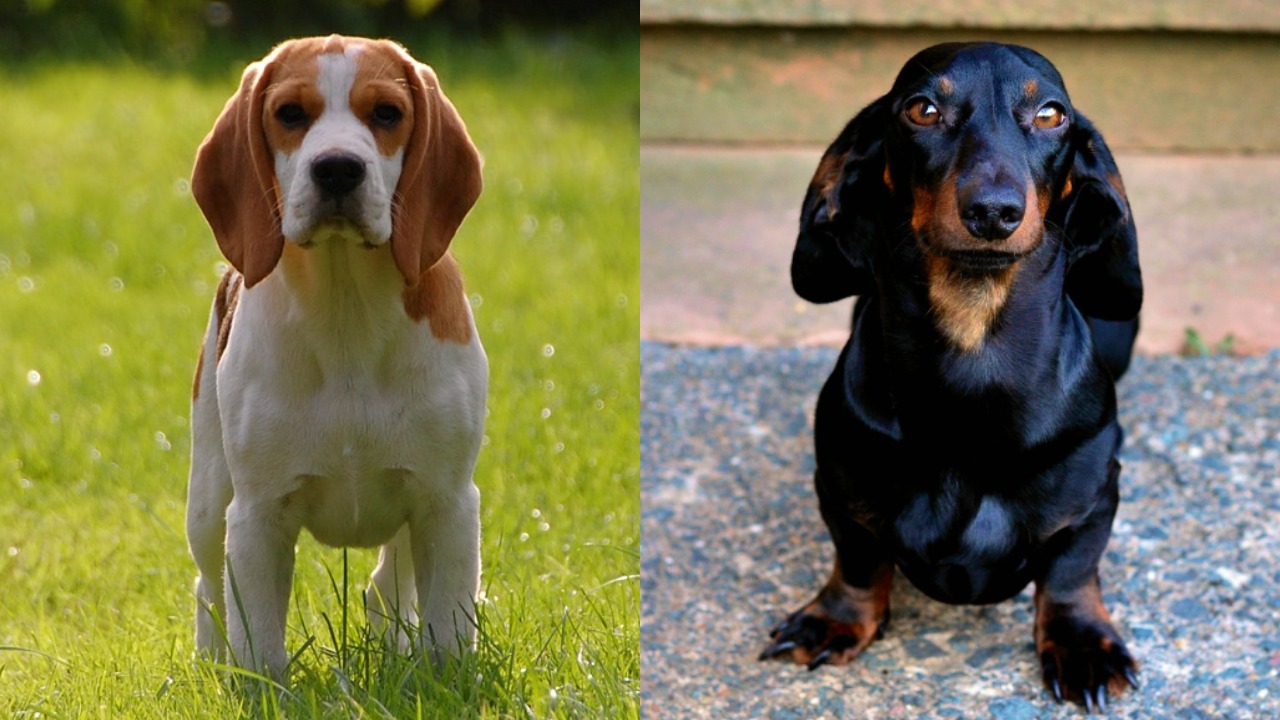 Beagle Dackel Mix: Der entzückende Mischling (mit Fotos)