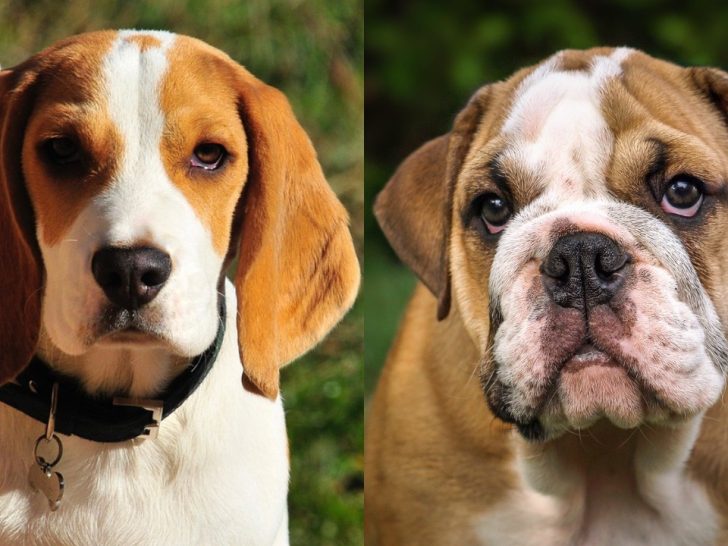 Beagle Bulldog Mix: Der Hund der viel Pflege braucht