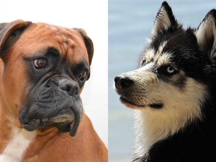 Boxer Husky Mix: Der sehr bedürftige Hund