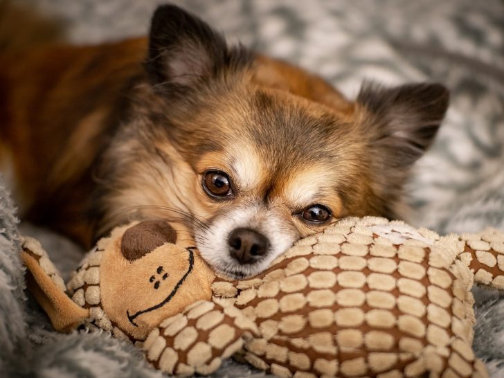 Kleine Hunde: Erkrankungen von Teacup Rassen