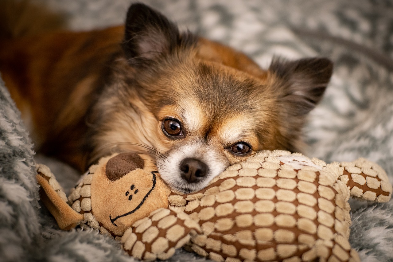 Kleine Hunde: Erkrankungen von Teacup Rassen