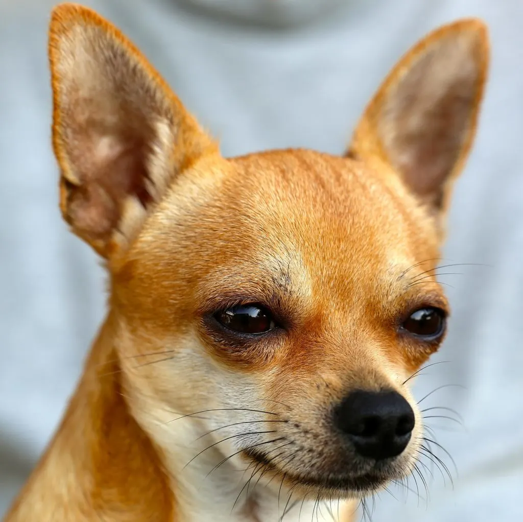 Deutscher Schäferhund Chihuahua Mix