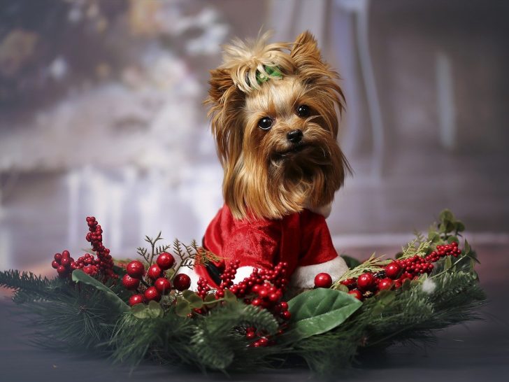 Hässlicher Hund Pulli für Weihnachten!