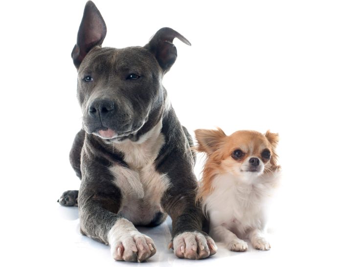 Vor- und Nachteile: Pitbull Chihuahua Mix im Überblick