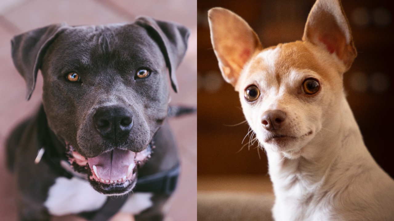 Pitbull Chihuahua Mix: Der perfekte Familienhund