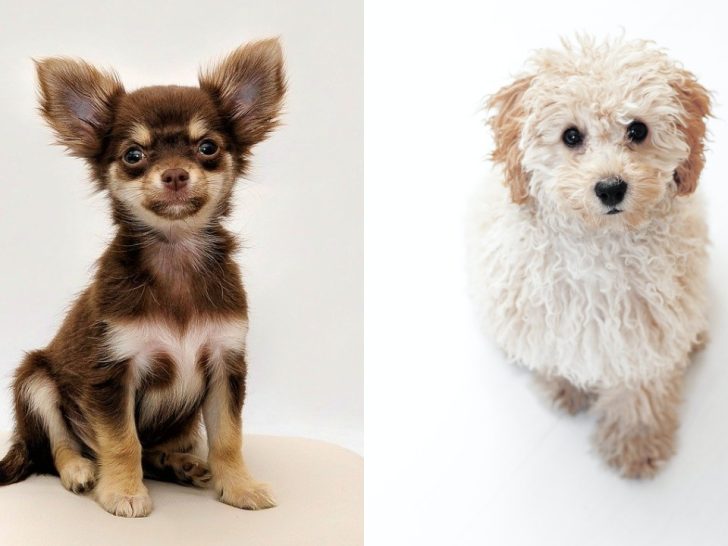 Chihuahua Pudel Mix: Der pflegeleichte Hund