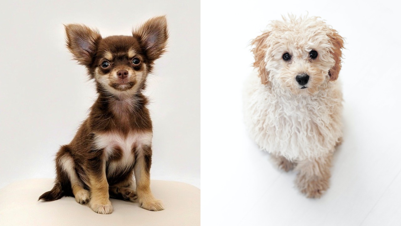 Chihuahua Pudel Mix: Der pflegeleichte Hund