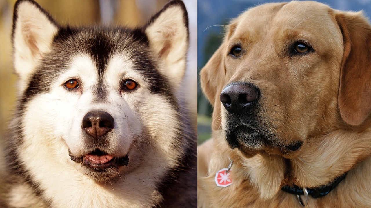 Husky Labrador Mix: Warum der Huskador toll ist (+Bilder)