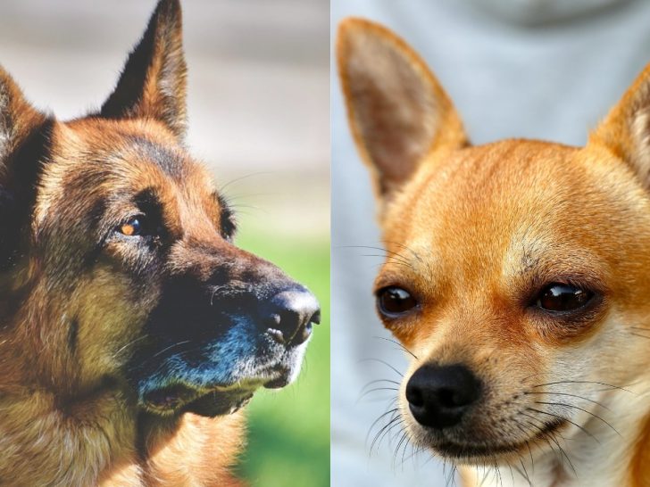 Deutscher Schäferhund Chihuahua Mix