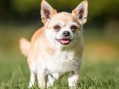 Corgi Chihuahua Mix: Der entzückende Chigi!