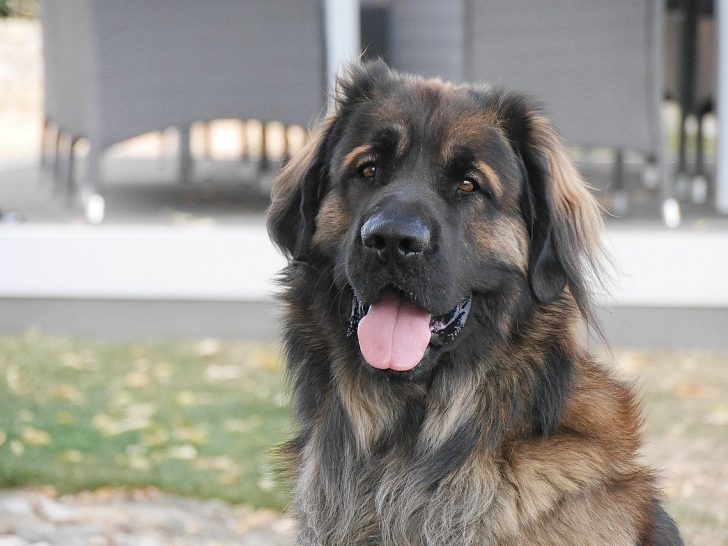 Leonberger: Ein Sanfter und Freundlicher Hund