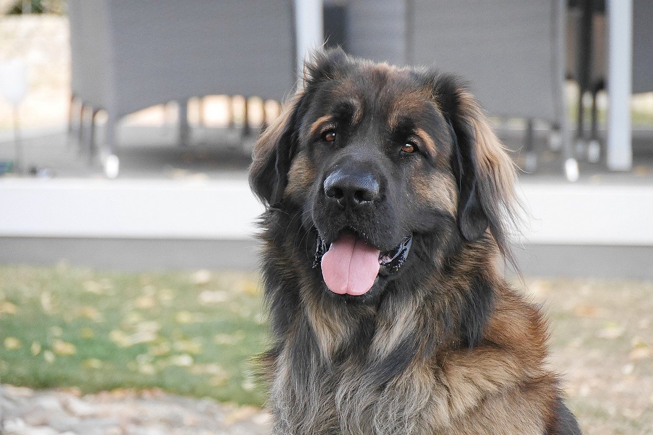 Leonberger: Ein Sanfter und Freundlicher Hund