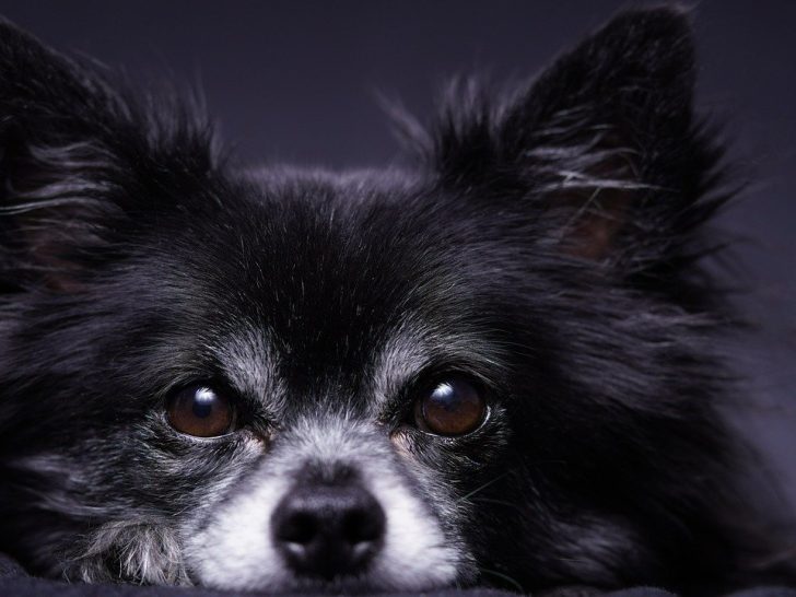 Chihuahua: Der kleine Energiebündel