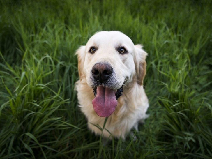 Golden Retriever: Der intelligente Familienhund