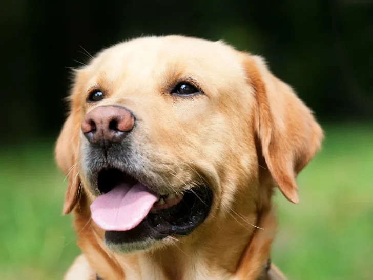 Labrador Retriever: Der beliebte Familienhund
