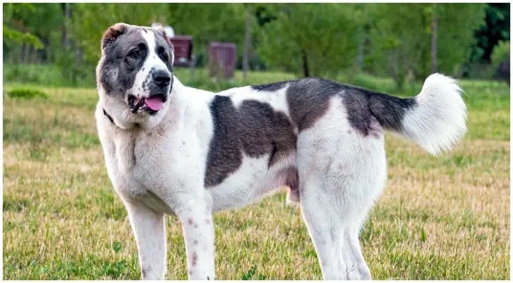 Alabai Hund: Zentralasiatischer Schäferhund 