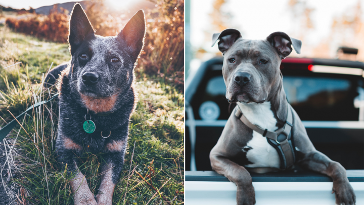 Der American Pitbull Terrier: Der Arbeitsfamilienhund 
