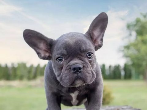 Anfängerhunde: Die Top 16 Hunderassen für Anfänger pro Größe