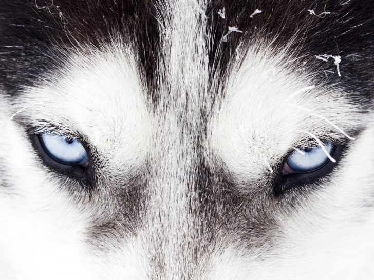 Siberian Husky: Der einzigartige Schlittenhund (Info, Bilder)