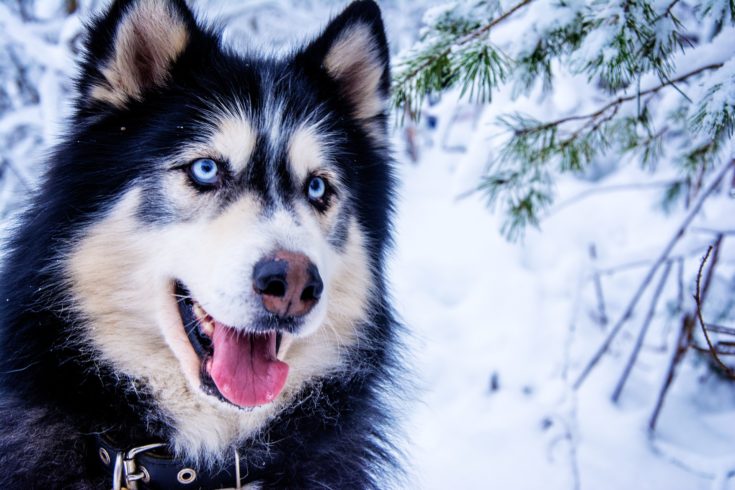 Siberian Husky: Der einzigartige Schlittenhund