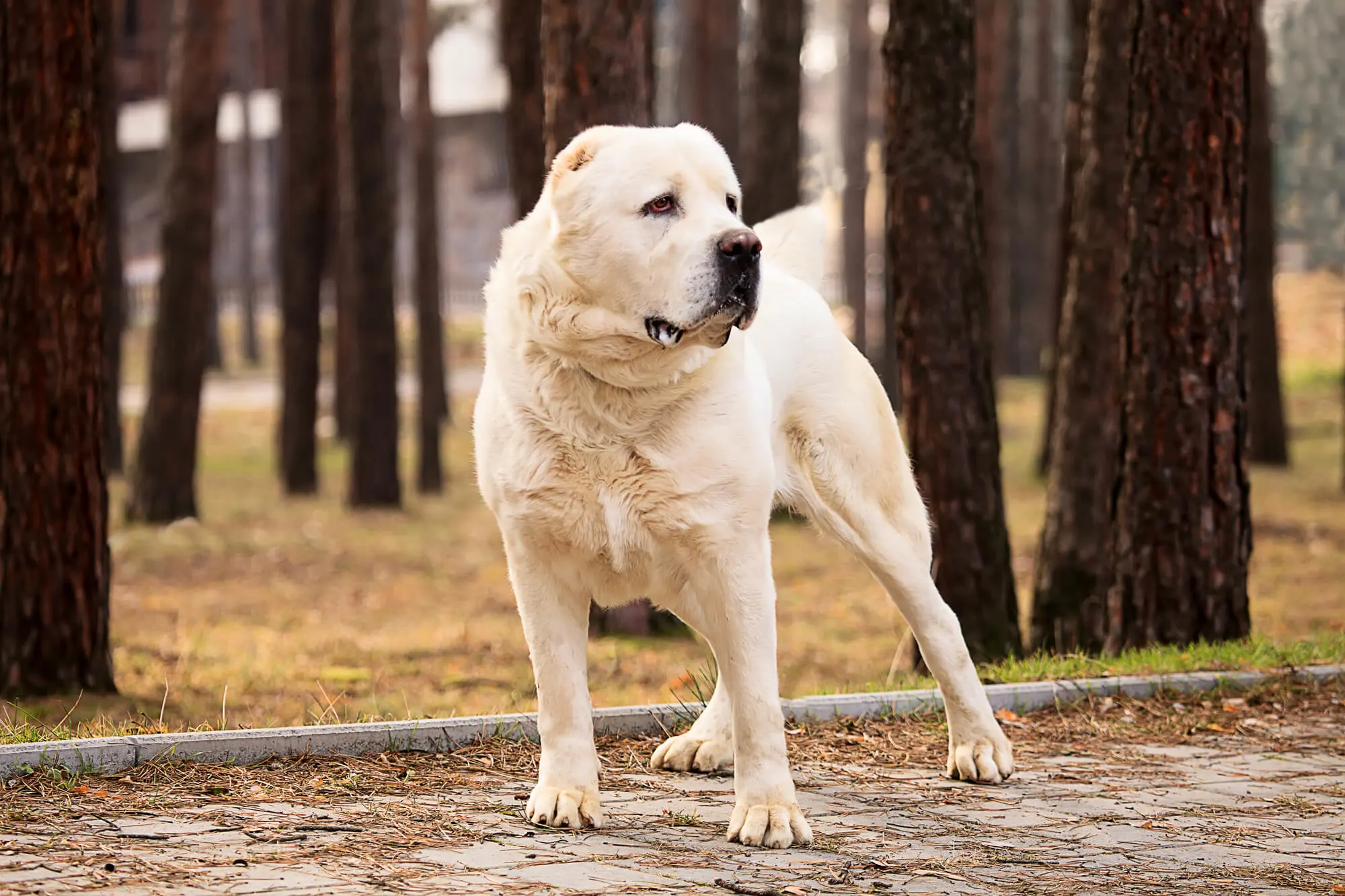 Zentralasiatischer Schäferhund