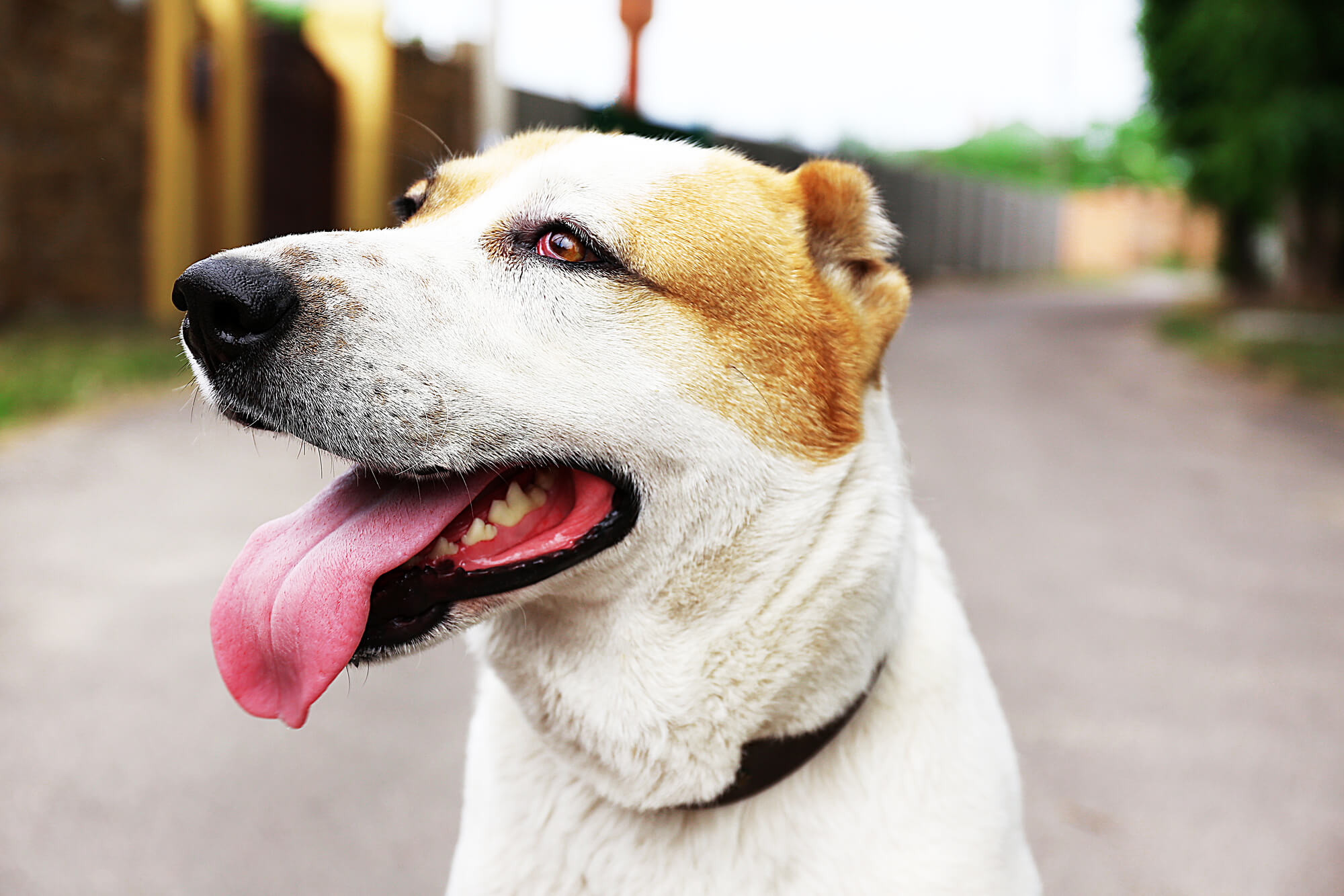Alabai Hund: Der ultimative Owtscharka Guide (+Bilder)