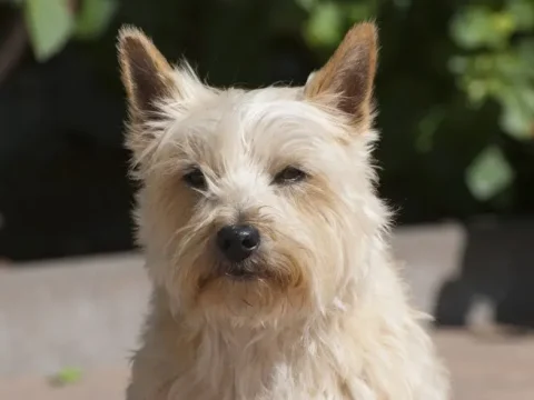 Cairn Terrier: Lebhaft, aber voller Liebe! 