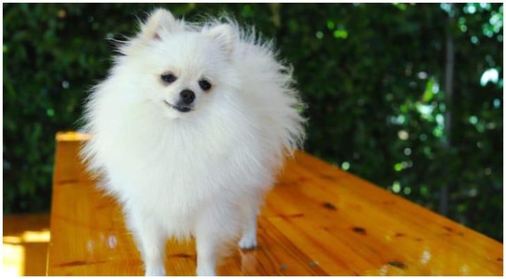 Pomeranian-white