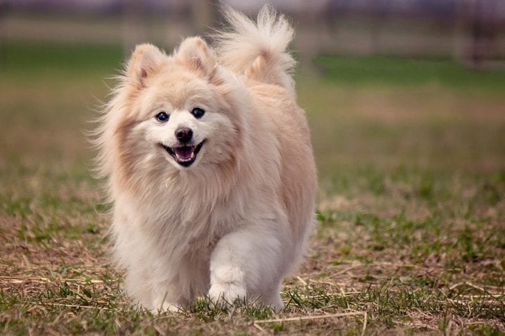Pomeranian: Alle Informationen zur Hunderasse