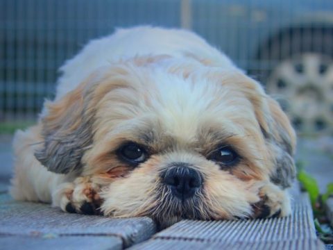 Shih Tzu: Vollständige Informationen zur Hunderasse