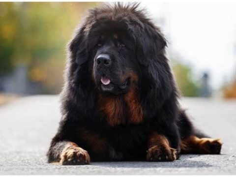 Der teuerste Hund der Welt