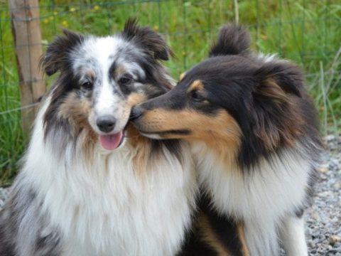 Rüden oder Hündinnen: Welcher Hund passt besser zu Ihnen?