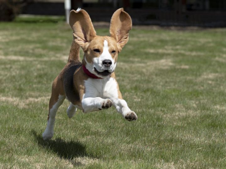 Beagle: Vollständige Informationen zur Hunderasse