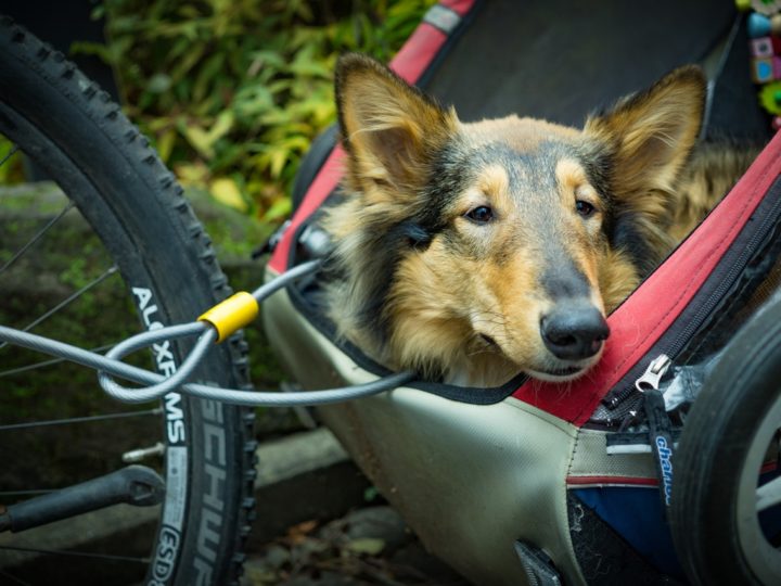 Fahrradanhänger für Hunde: Auf was Sie achten sollten