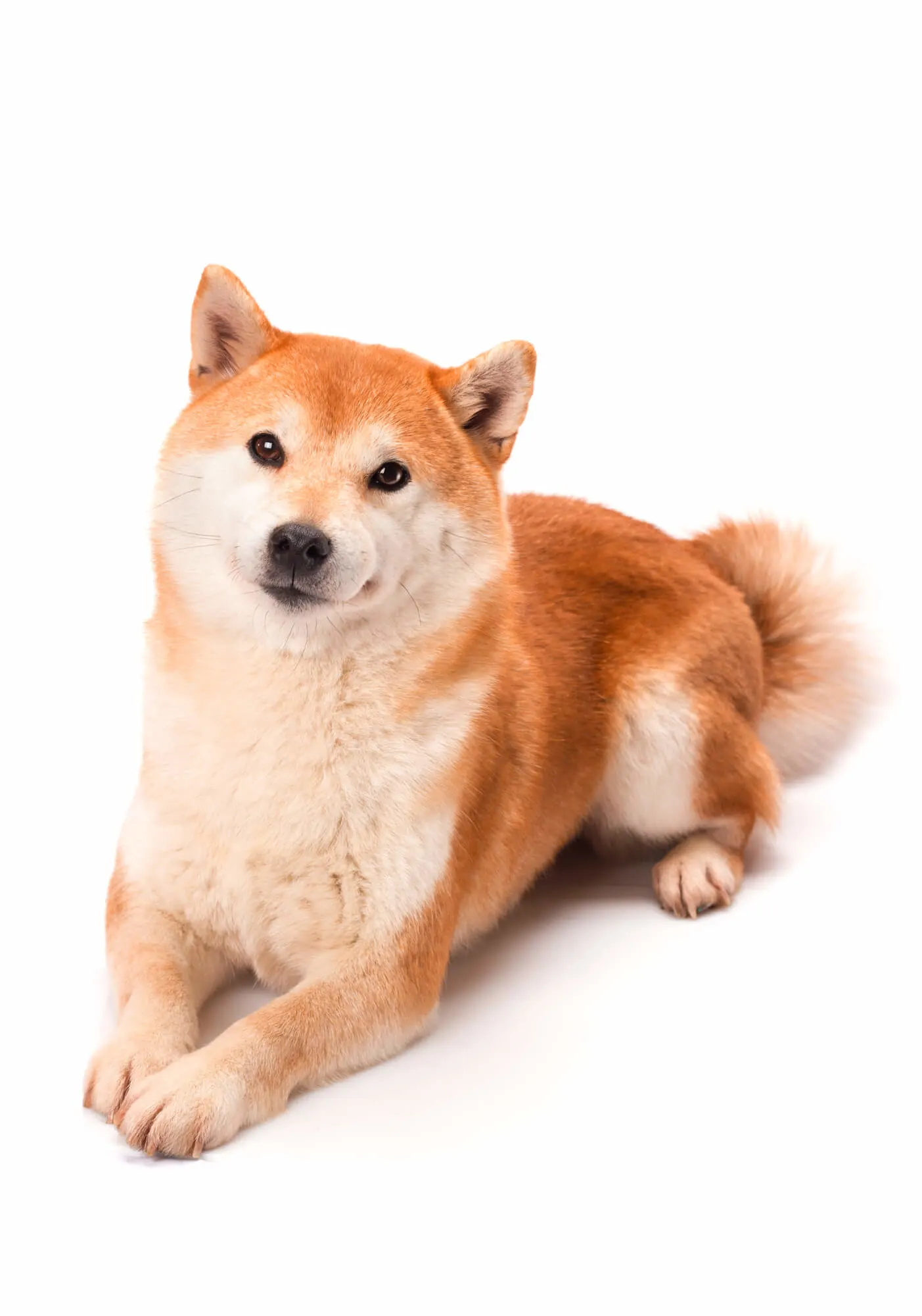Shiba Inu Hund