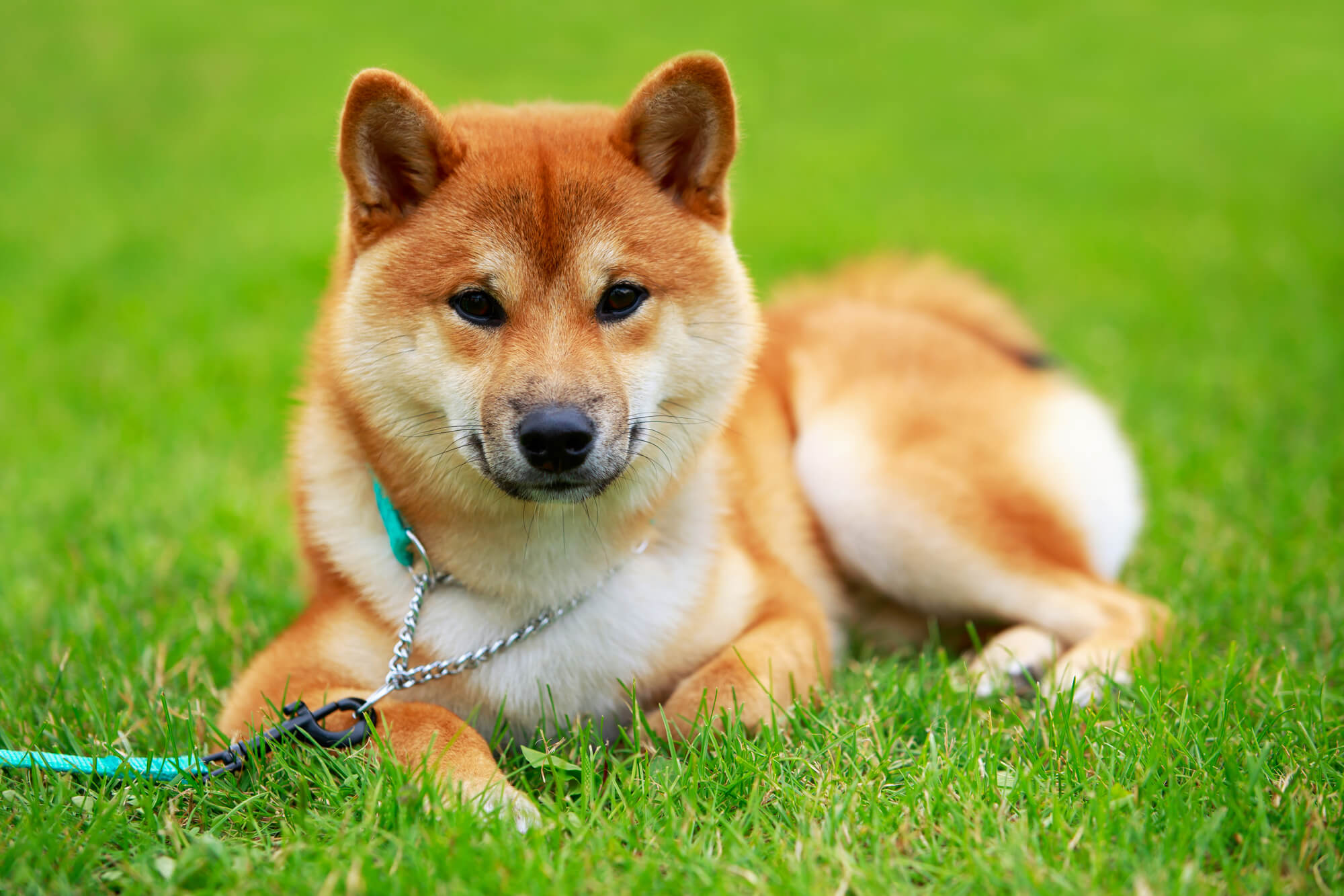 Shiba Inu: Ein detaillierter Leitfaden zu Japans kleinem Hund
