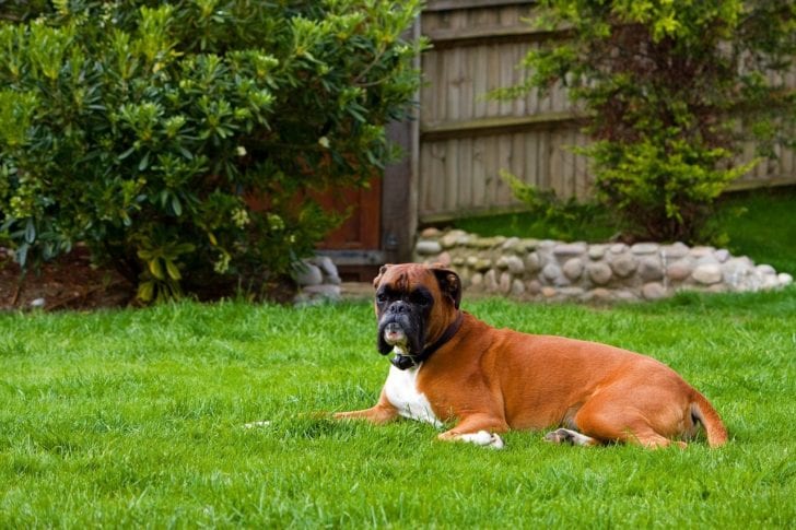 Boxer-Hund: Rassemerkmale & Info
