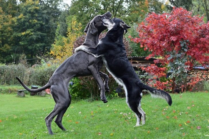Große Hunde: Die 5 besten großen Hunderassen