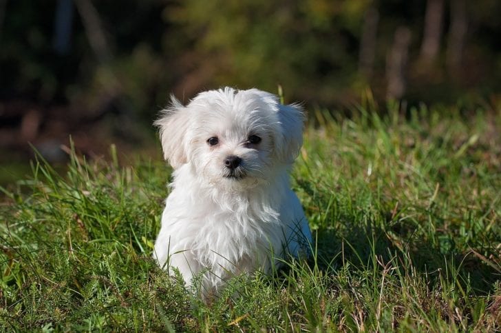 Malteser: Ein furchtloser und sanfter Hund