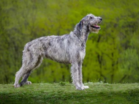 Irish Wolfhound Welpe: Was Sie wissen müssen