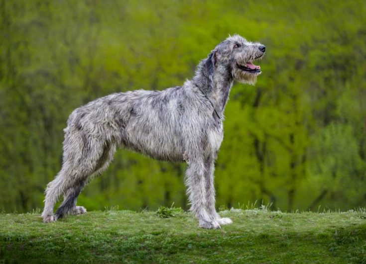 Irish Wolfhound Welpe: Was Sie wissen müssen