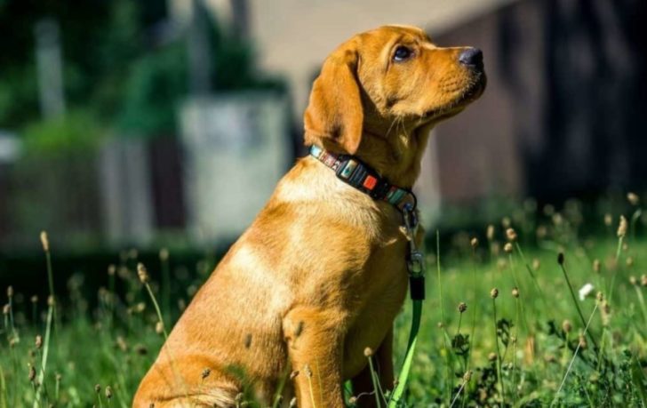 Mini Labrador: Alles was Sie wissen sollten (+Bilder)