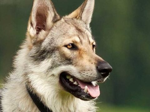 Wolfshund Mystik: Kreuzung zwischen Wildnis und Treue